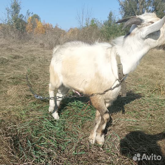 Продам козла