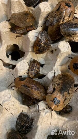 Гигантский лесной таракан Archimandrita