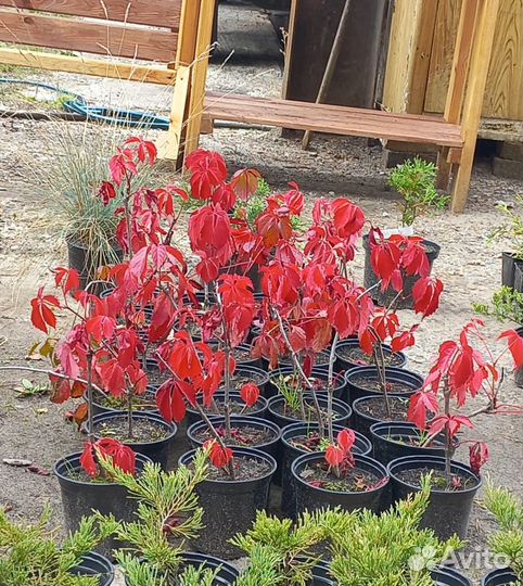 Виноград,Маньчжурский орех, Клен,Липа, Дуб, Сирень