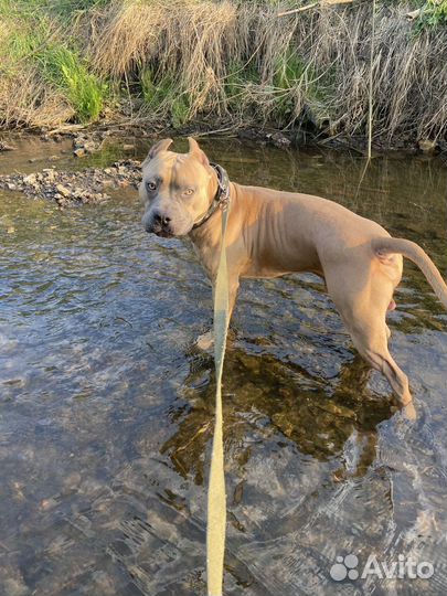 Стаффорд вязка