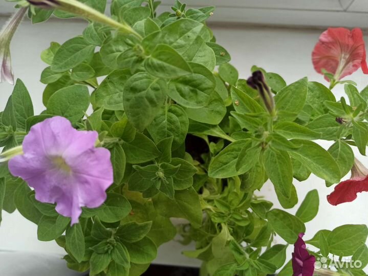 Петунья в кашпо