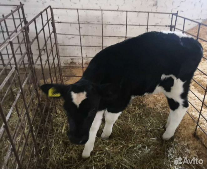 Холмогоры Голштины Бычок Теленок Телки
