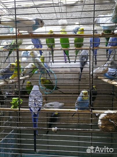 Птенцы волнистый попугай