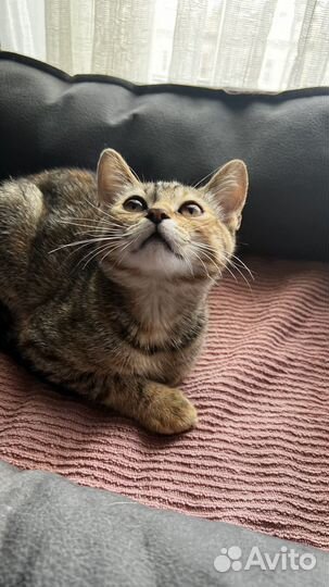 Ищут дом котята 3.5 месяца