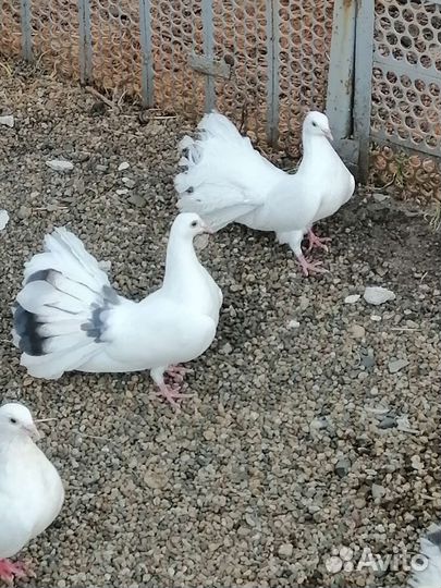 Голуби павлины