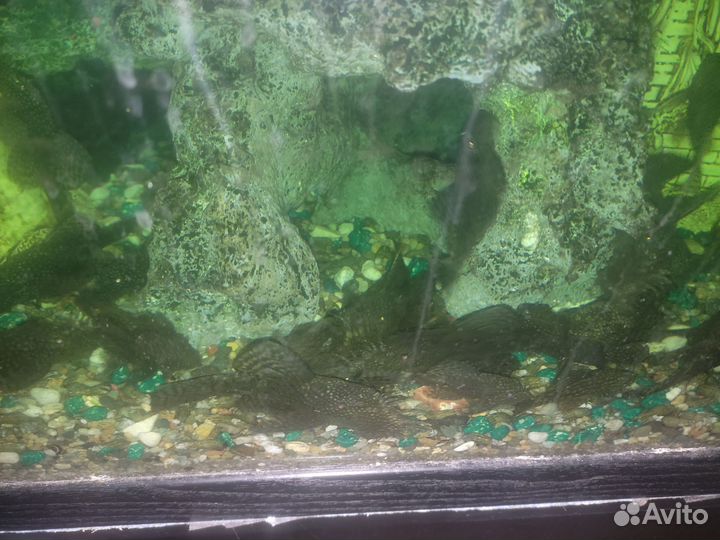 Аквариумные рыбки