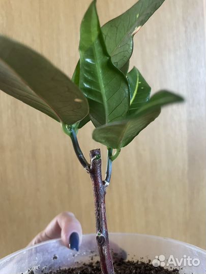 Кротон Голд Сан