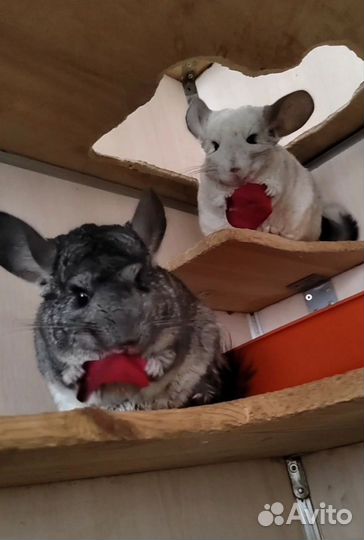 Бронь Замечательная шиншилла