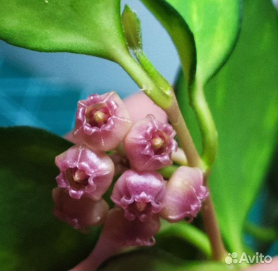 Мелколистные хойи 2