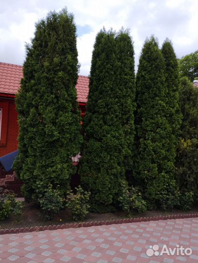 Можжевельник