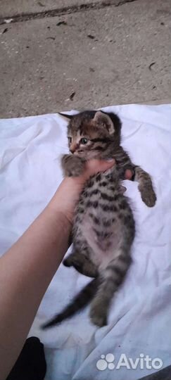 Кошка в дар