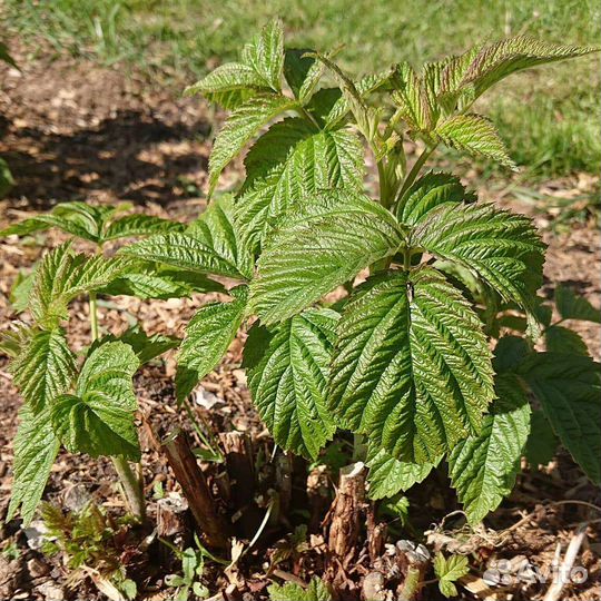 Ремонтантная малина Полька