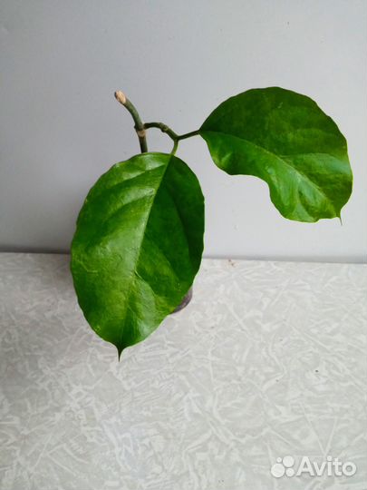 Домашние цветы