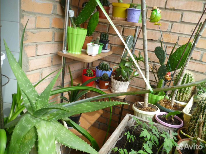 Алоэ Макулата