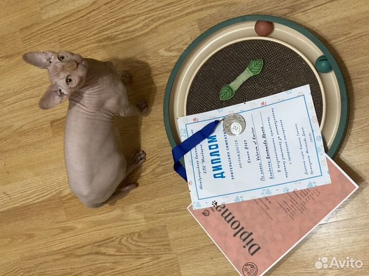 Сфинкс вязка