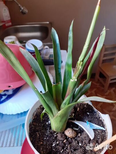 Комнатные цветы алоэ