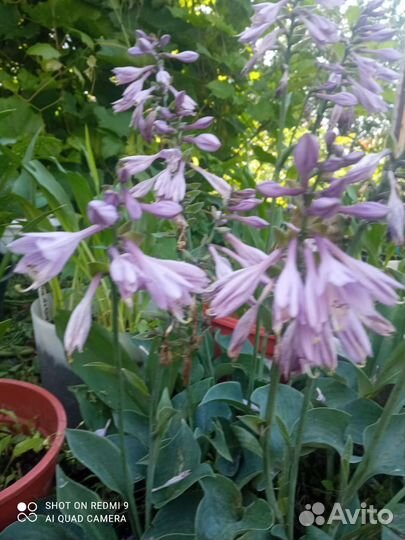 Хоста голубая