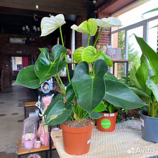 Антуриум Альпайн