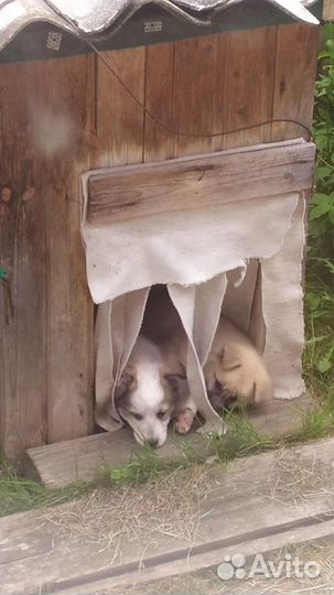 В добрые руки, щенки