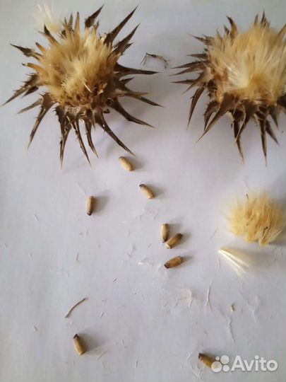 Семена расторопши и др лекарственных растений