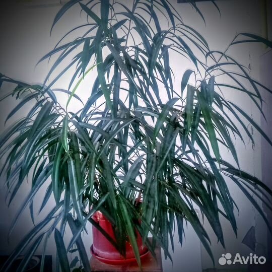 Комнатные растения