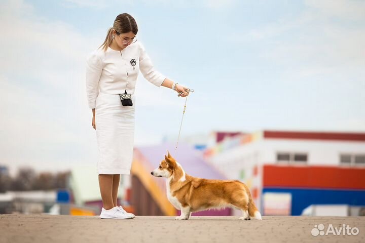 Услуги хендлера, дрессировка собак