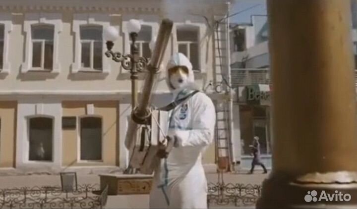 Дезинсекция от тараканов и клопов с гарантией