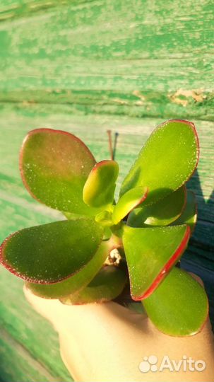 Суккуленты 3