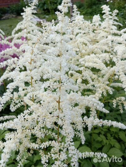 Астильба сортовая