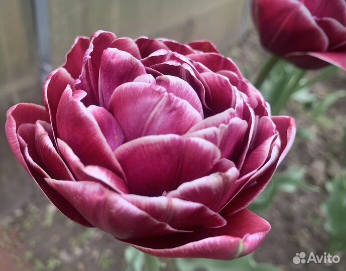 Луковицы тюльпанов Dream Touch, а также ассорти