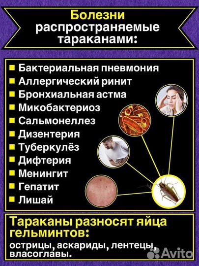 Самое эффективное средство от тараканов