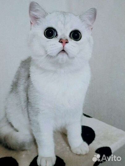 Британский котенок