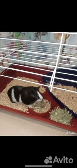 Морская свинка