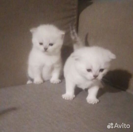 Британский кот вязка