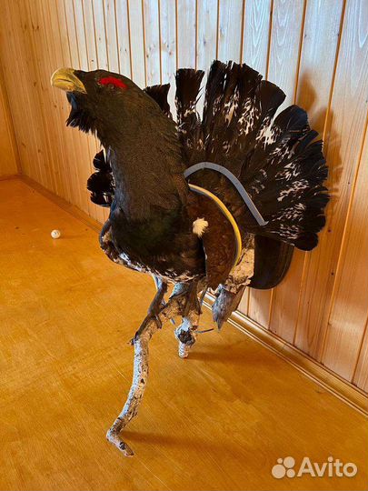 Чучело глухаря