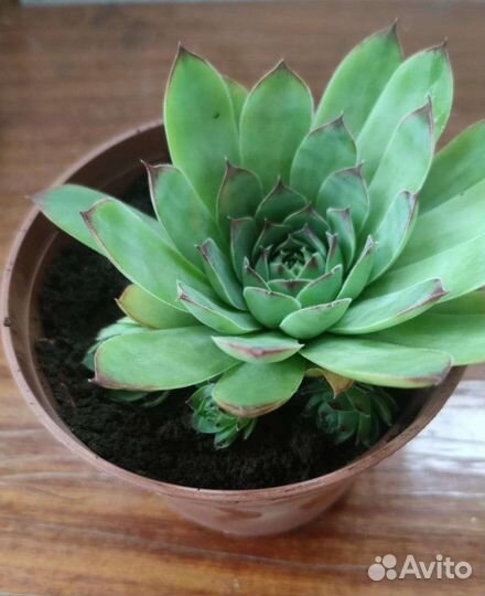 Суккулента эхеверия изящная. Дикая роза