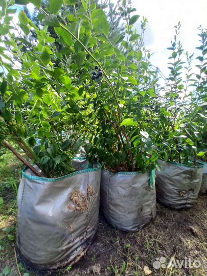 6 ти летние саженцы голубики