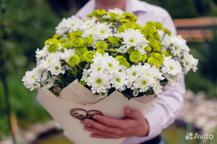 19 Кустовых Бело-Зеленых Хризантем