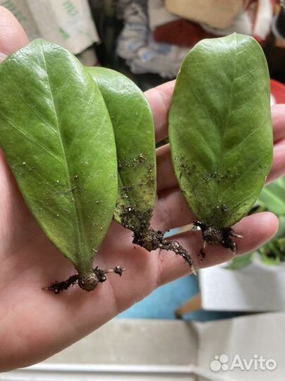 Замиокулькас 3 листа