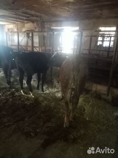 Телки продам