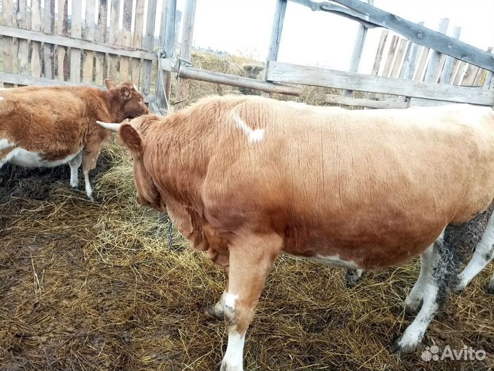 Продам быка на мясо
