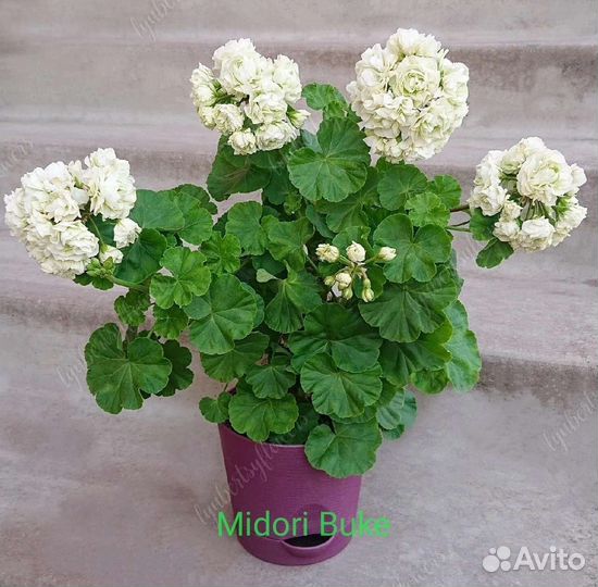 Пеларгонии сортовые