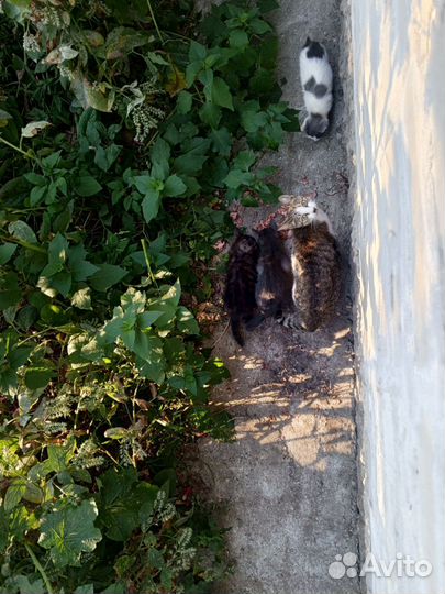 Котята в добрые руки бесплатно