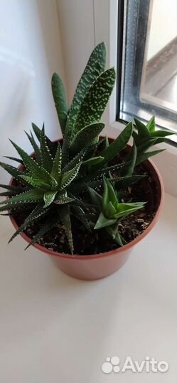 Суккуленты