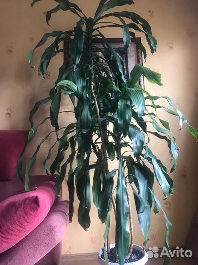 Пальма Юкка, 220 см