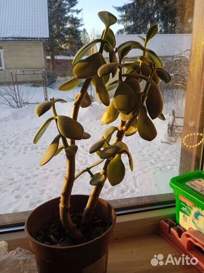 Толстянка, денежное дерево