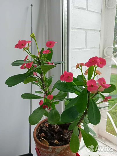 Комнатные растения