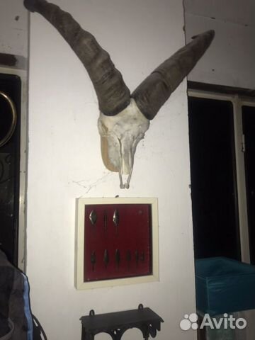 Голова с рогами Тур