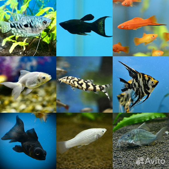 Аквариумные рыбки
