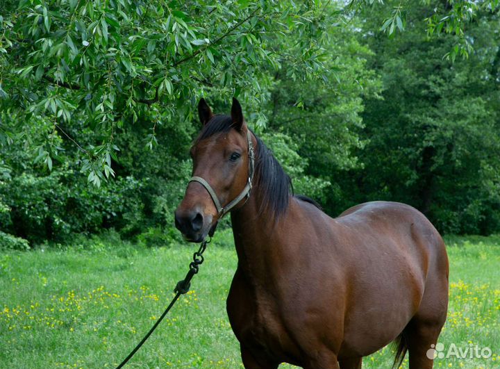 Продажа жеребчик